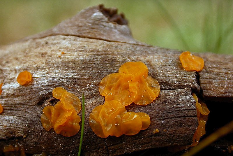 Dacrymyces